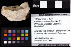 Foto (Objket + Etiketten) von Gastrosacus eminens (Blaschke 1911) 